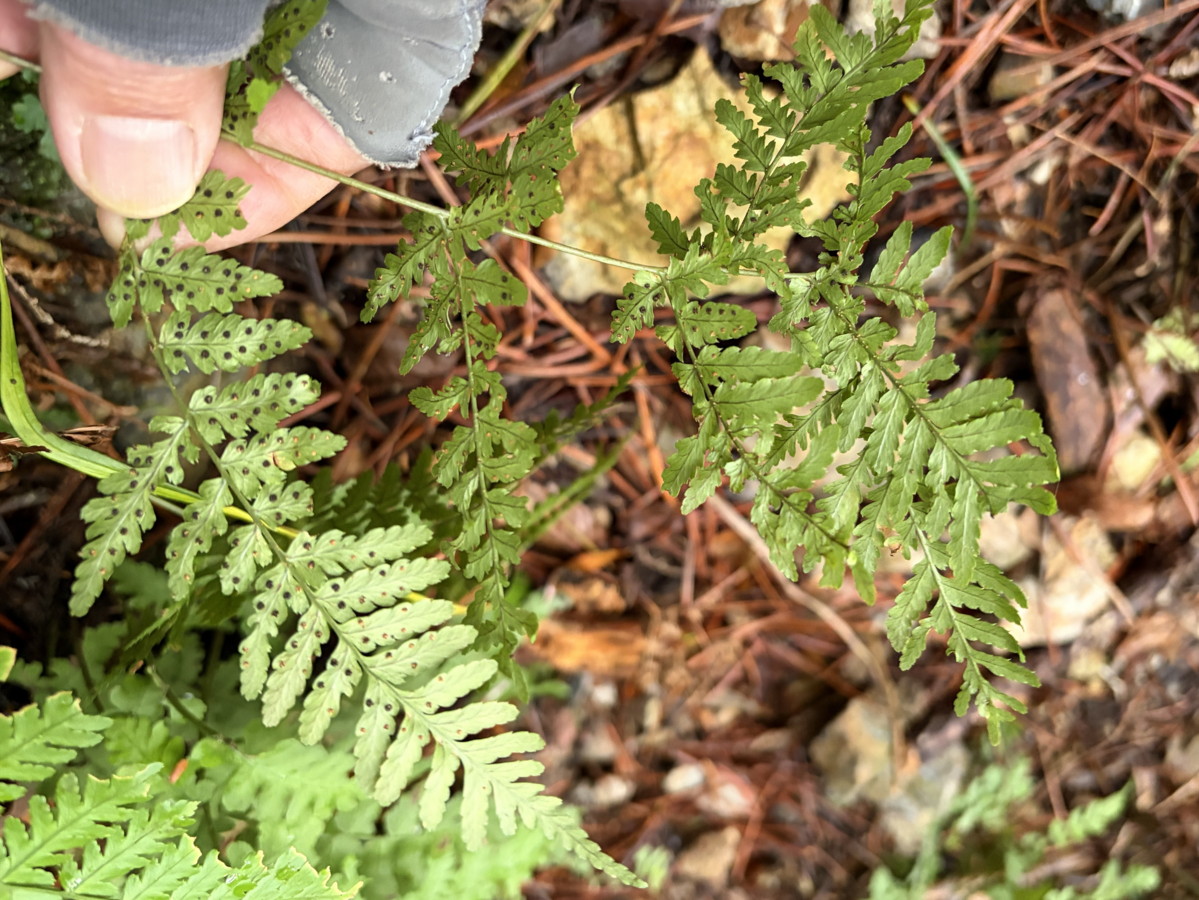 ヌカイタチシダ、胞子のう群は最下羽片基部を中心につく。2025年10月25日 水窪 ヌカイタチシダ、胞子のう群は最下羽片基部を中心につく。2025年10月25日 水窪