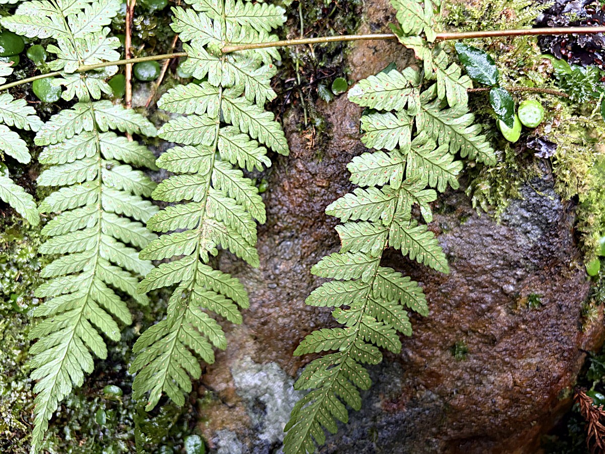 ヌカイタチシダ、葉身裏側。2025年10月25日 水窪 ヌカイタチシダ、葉身裏側。2025年10月25日 水窪