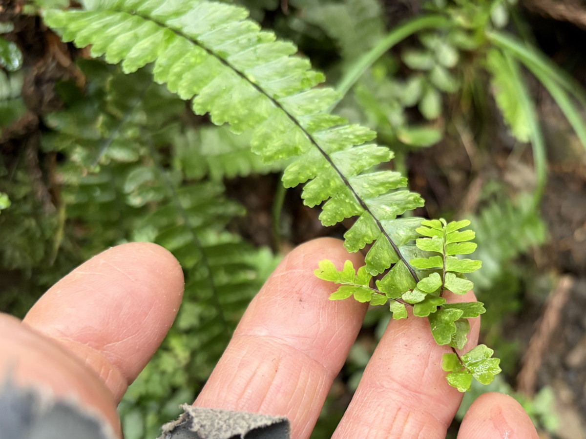 ヌリトラノオ、むかご。2025年10月25日 水窪 ヌリトラノオ、むかご。2025年10月25日 水窪