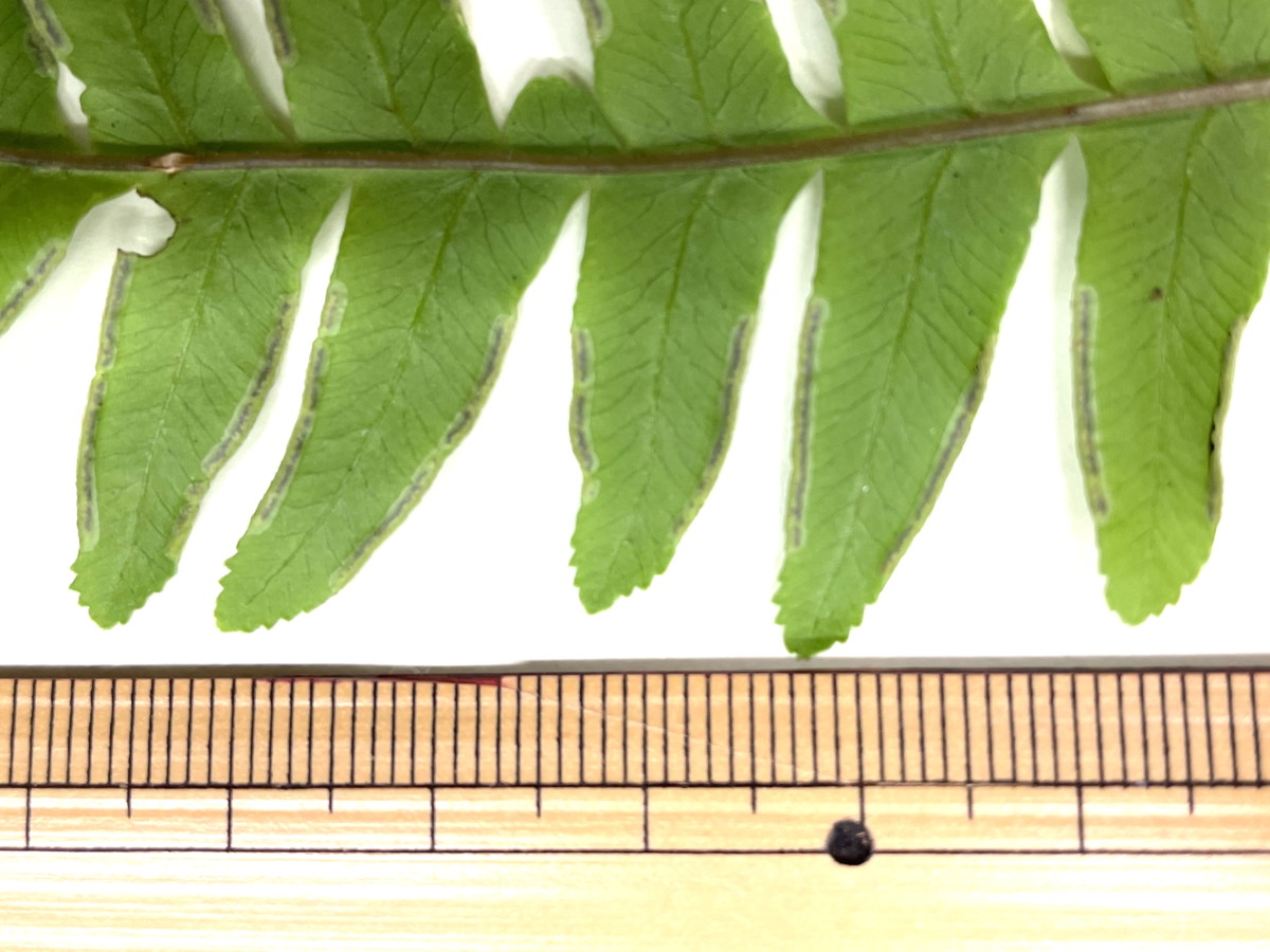 オオバノハチジョウシダ、小羽片。2021年6月26日 箱根 畑宿 オオバノハチジョウシダ、小羽片。2021年6月26日 箱根 畑宿