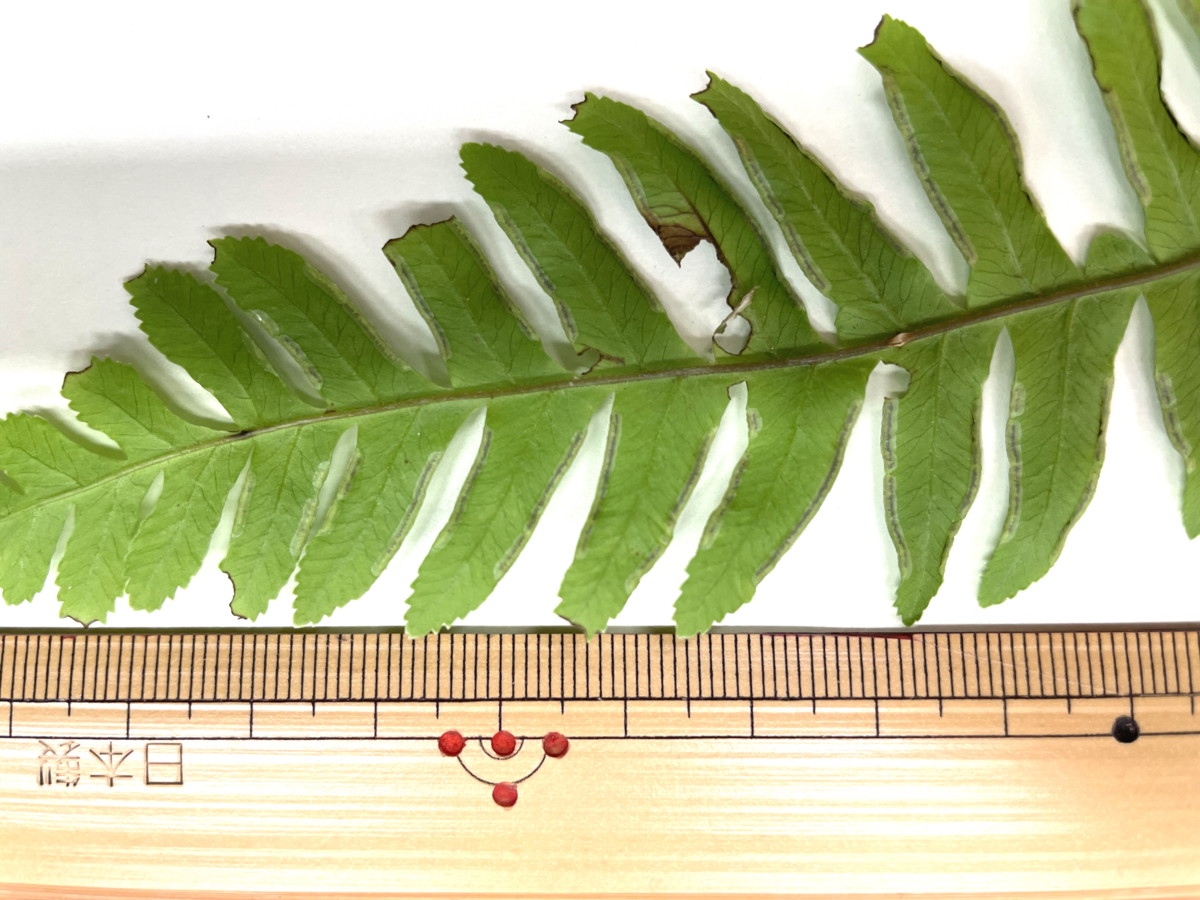 オオバノハチジョウシダ、小羽片。2021年6月26日 箱根 畑宿 オオバノハチジョウシダ、小羽片。2021年6月26日 箱根 畑宿