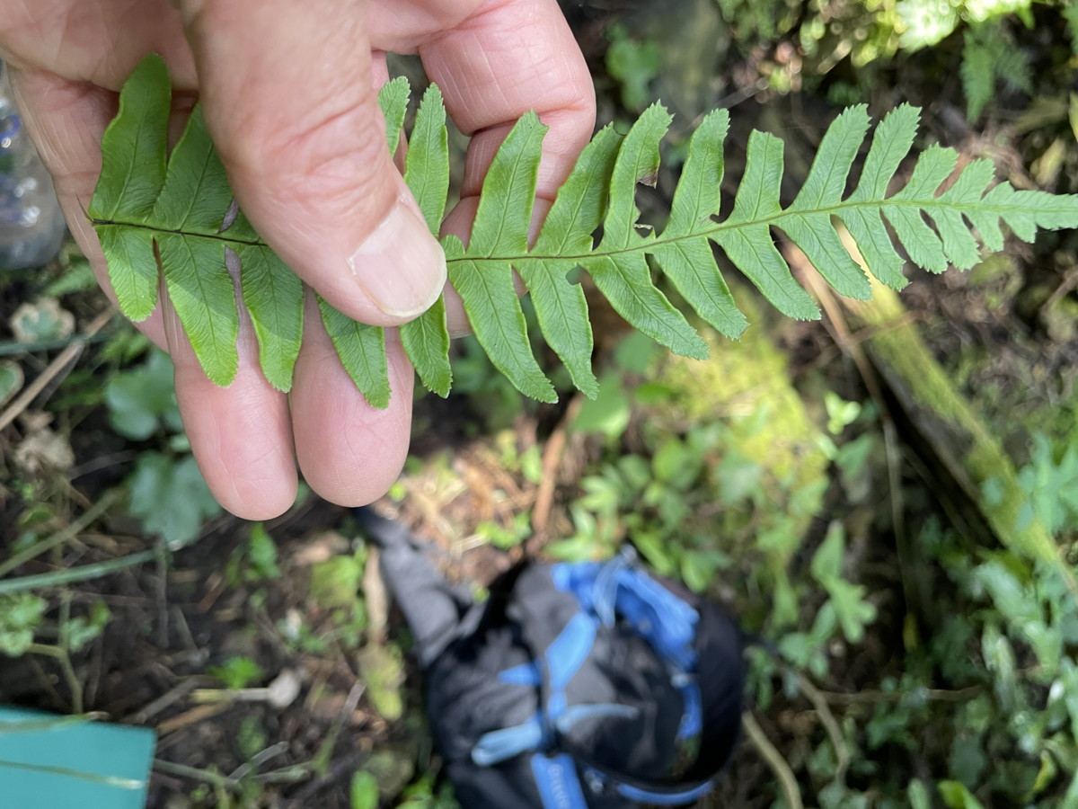 オオバノハチジョウシダ、羽片。2021年6月26日 箱根 畑宿 オオバノハチジョウシダ、羽片。2021年6月26日 箱根 畑宿
