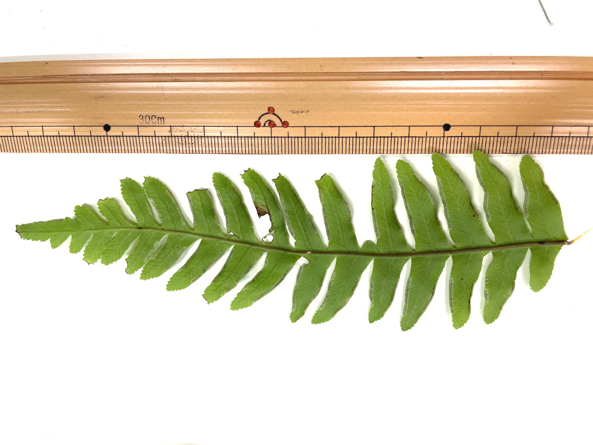 オオバノハチジョウシダ、羽片。2021年6月26日 箱根 畑宿 オオバノハチジョウシダ、羽片。2021年6月26日 箱根 畑宿