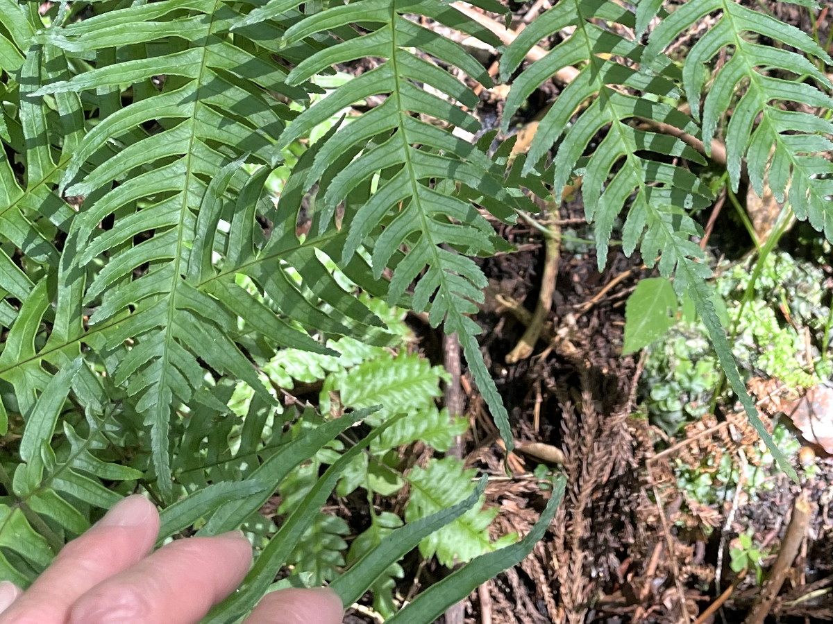 オオバノハチジョウシダ、羽片。2021年6月26日 箱根 畑宿 オオバノハチジョウシダ、羽片。2021年6月26日 箱根 畑宿