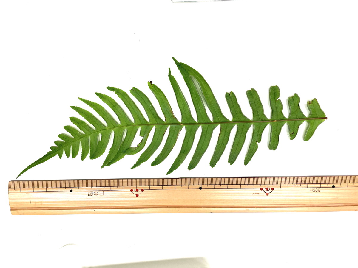 オオバノハチジョウシダ、羽片。2021年6月26日 箱根 畑宿 オオバノハチジョウシダ、羽片。2021年6月26日 箱根 畑宿