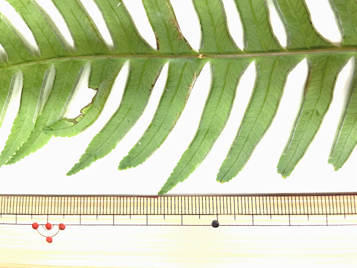 オオバノハチジョウシダ、小羽片。2021年6月26日 箱根 畑宿 オオバノハチジョウシダ、小羽片。2021年6月26日 箱根 畑宿