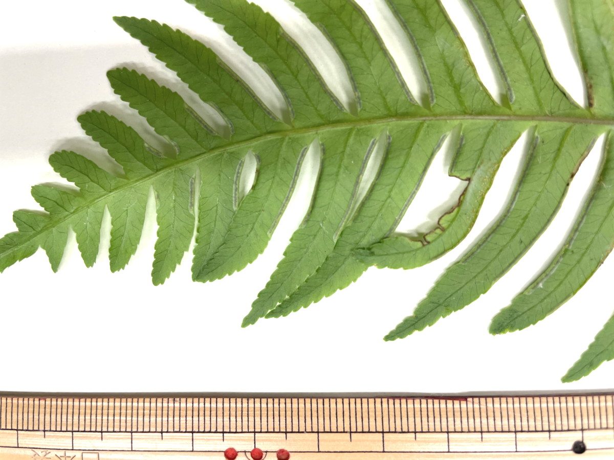 オオバノハチジョウシダ、小羽片。2021年6月26日 箱根 畑宿 オオバノハチジョウシダ、小羽片。2021年6月26日 箱根 畑宿