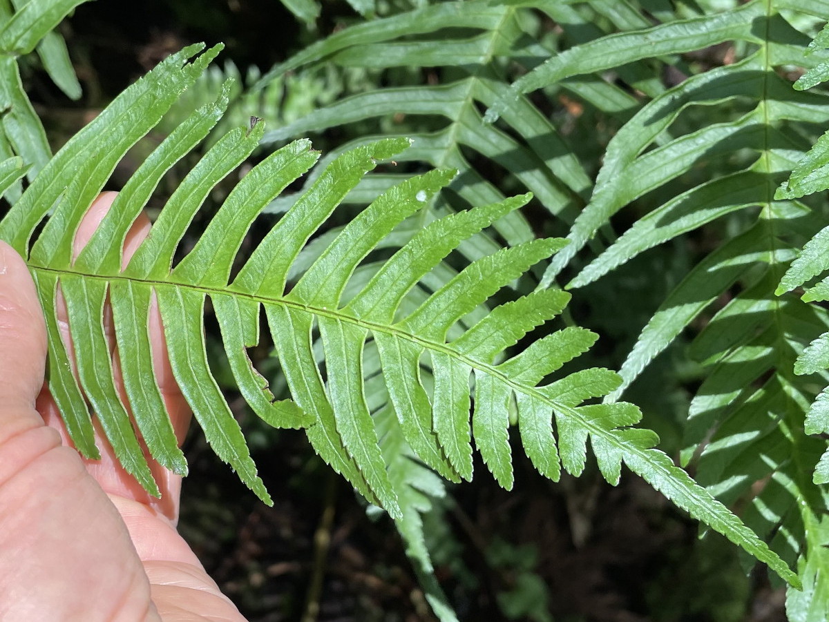 オオバノハチジョウシダ、羽片。2021年6月26日 箱根 畑宿 オオバノハチジョウシダ、羽片。2021年6月26日 箱根 畑宿