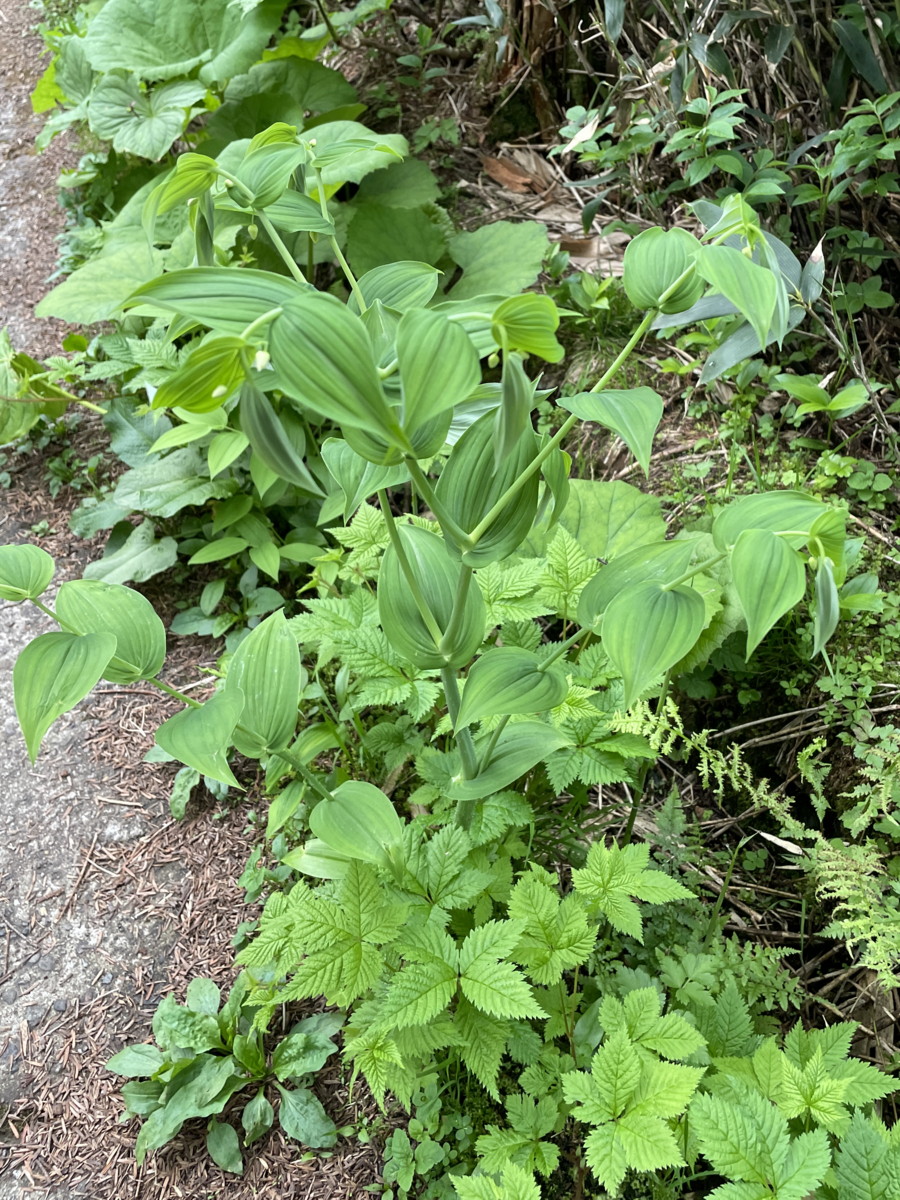 オオバタケシマラン。2025年7月3日 八幡平 オオバタケシマラン。2025年7月3日 八幡平