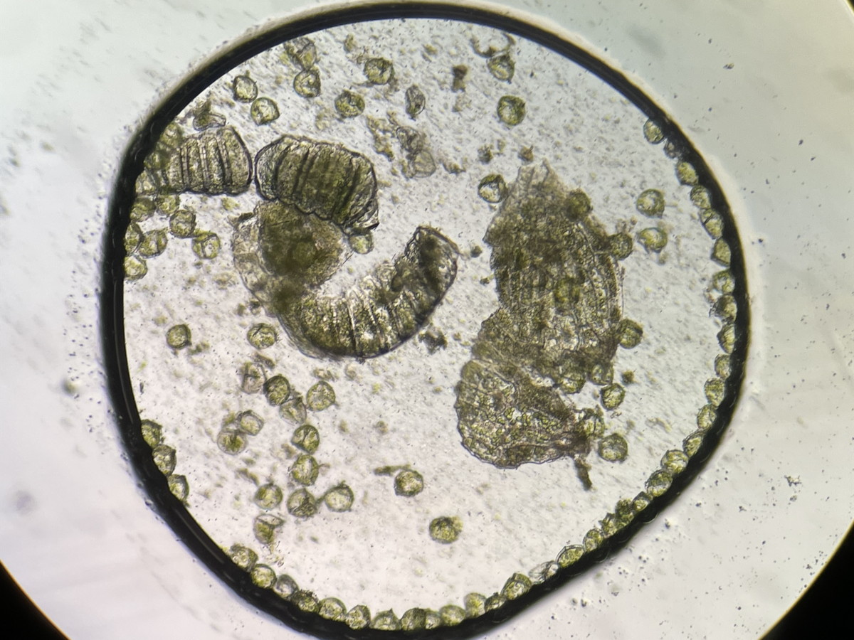 やや大形のヒメコケシノブ、胞子数は84個程度確認。胞子の大きさ・形は整い有性生殖種と考えられる。22年7月18日 西沢渓谷 やや大形のヒメコケシノブ、胞子数は84個程度確認。胞子の大きさ・形は整い有性生殖種と考えられる。22年7月18日 西沢渓谷