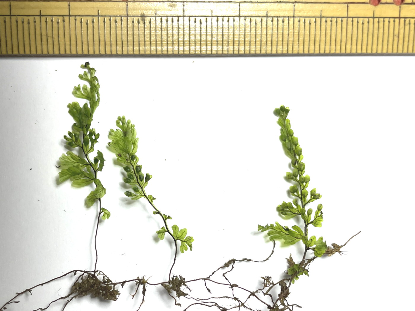 やや大形のヒメコケシノブ。22年4月14日 西沢渓谷 やや大形のヒメコケシノブ。22年4月14日 西沢渓谷