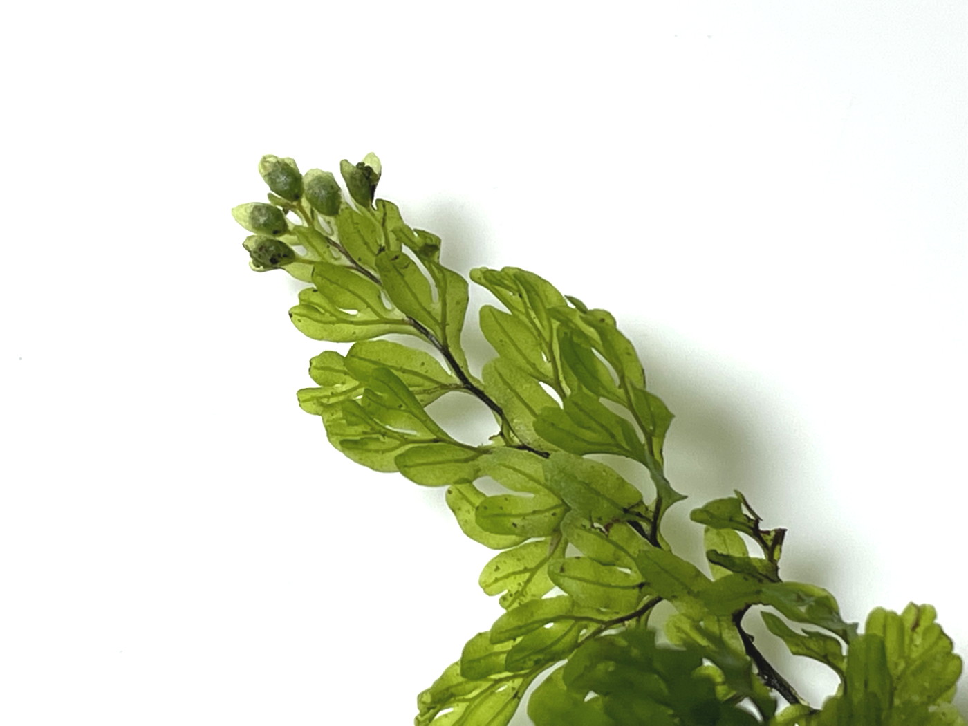 やや大形のヒメコケシノブ、葉身。22年7月18日 西沢渓谷 やや大形のヒメコケシノブ、葉身。22年7月18日 西沢渓谷