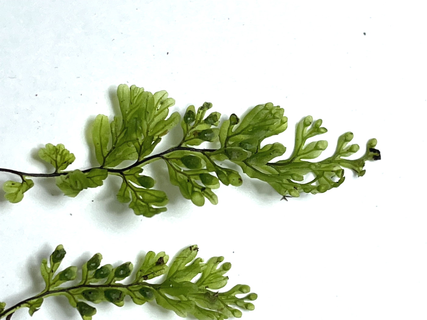 やや大形のヒメコケシノブ、葉身。22年7月18日 西沢渓谷 やや大形のヒメコケシノブ、葉身。22年7月18日 西沢渓谷