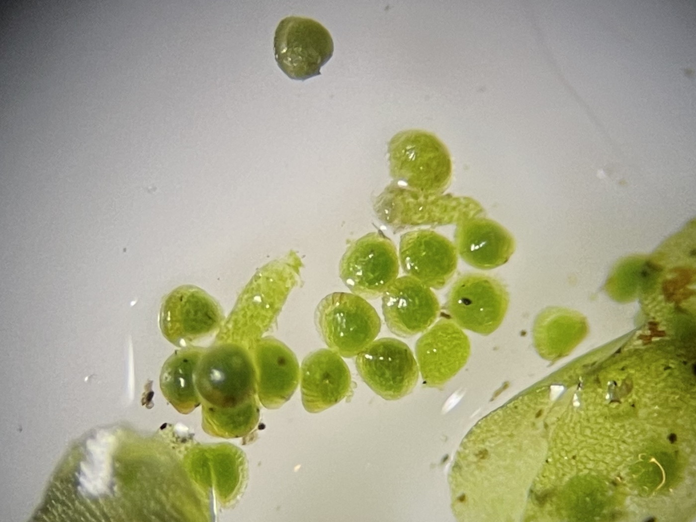 やや大形のヒメコケシノブ、胞子のう。22年7月18日 西沢渓谷 やや大形のヒメコケシノブ、胞子のう。22年7月18日 西沢渓谷