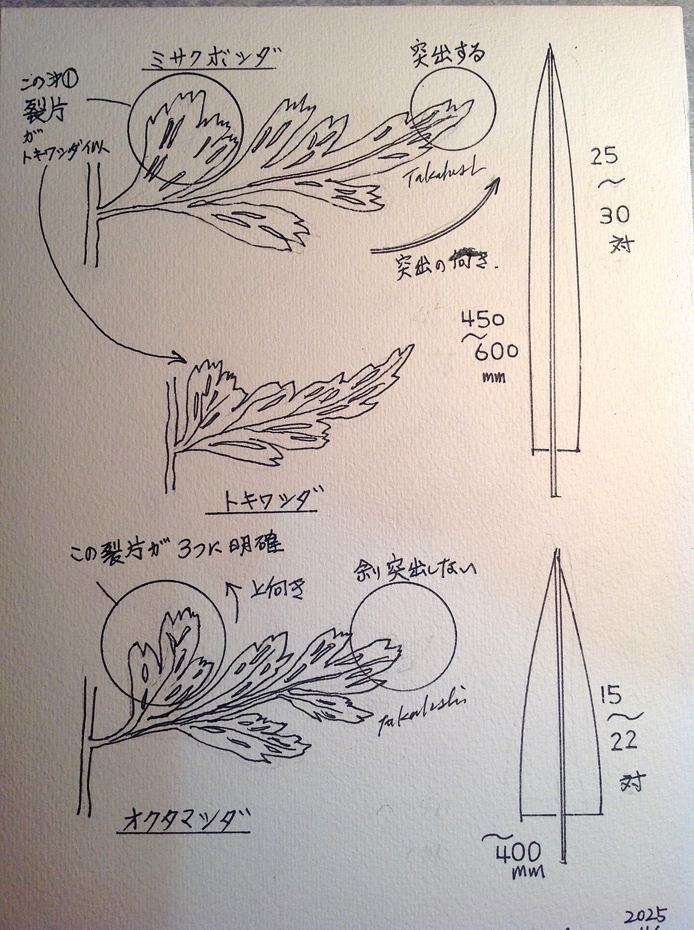 オクタマシダ・トキワシダ・ミサクボシダの比較。2025年10月25日 水窪 オクタマシダ・トキワシダ・ミサクボシダの比較。2025年10月25日 水窪