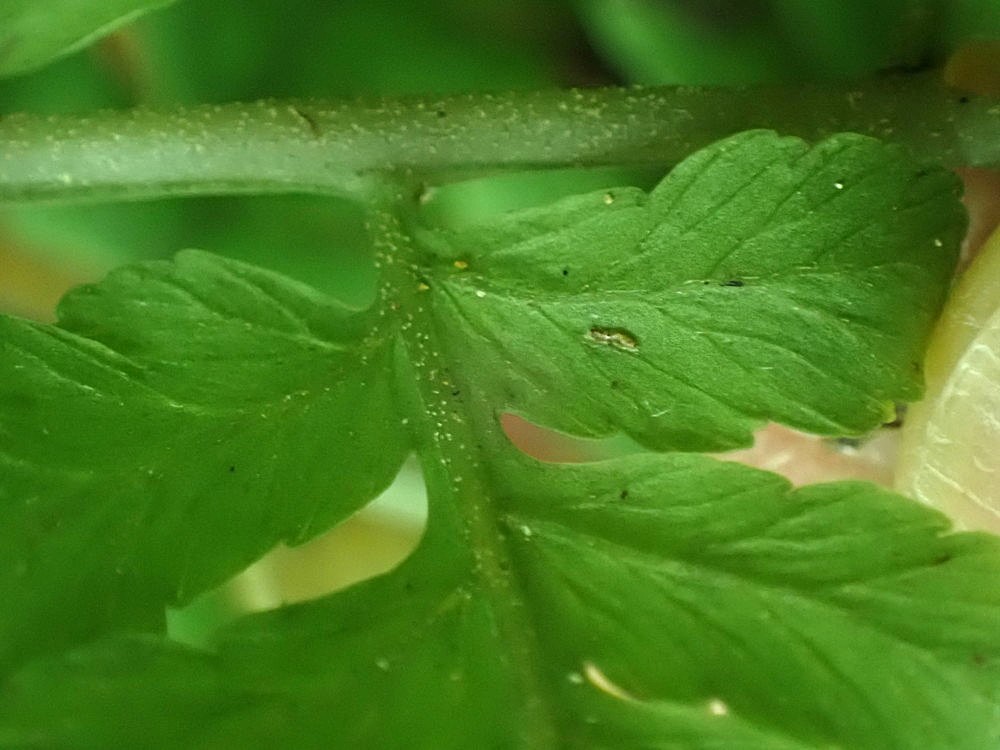オニヒカゲワラビ、羽軸・小羽軸に生える短毛。2025年10月25日 水窪 オニヒカゲワラビ、羽軸・小羽軸に生える短毛。2025年10月25日 水窪
