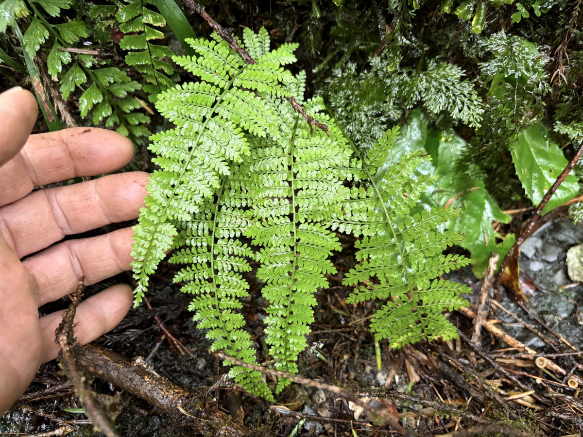 切り立った岩壁の下部に生育するオオフジシダの未成株。付近にはハイホラゴケ、ヌリトラノオ、トキワシダなどが生育する。2025年10月25日 水窪 切り立った岩壁の下部に生育するオオフジシダの未成株。付近にはハイホラゴケ、ヌリトラノオ、トキワシダなどが生育する。2025年10月25日 水窪