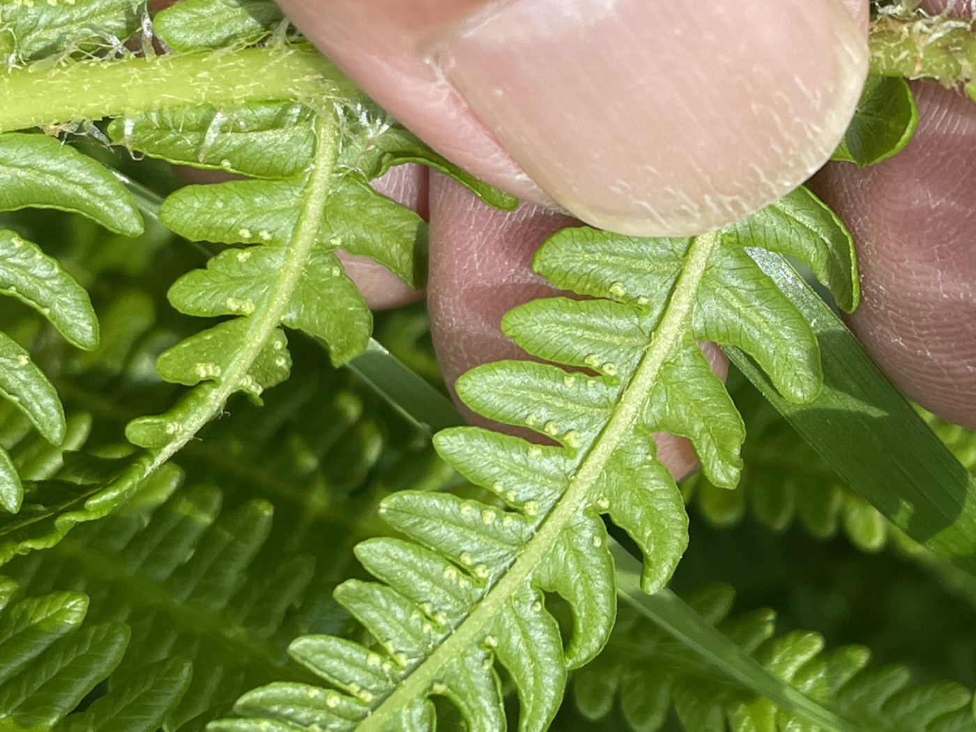 オオバショリマ、胞子嚢群は辺縁寄りにつく。2025年7月3日 八幡平 オオバショリマ、胞子嚢群は辺縁寄りにつく。2025年7月3日 八幡平