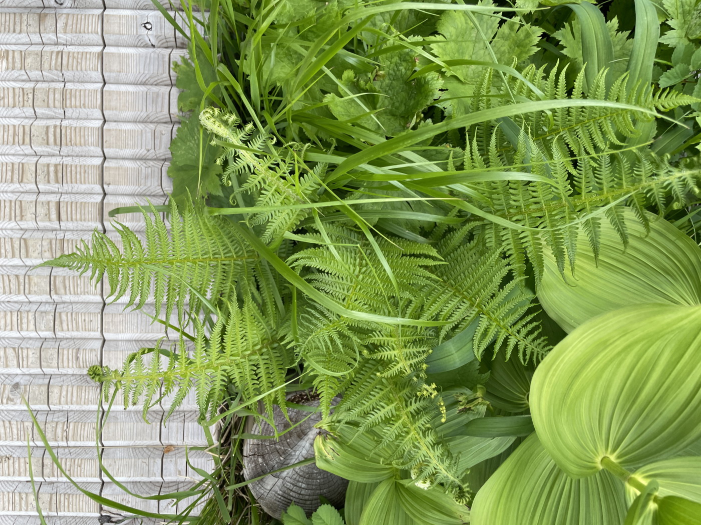 木道脇で葉を展開するオオバショリマ。2025年7月3日 八幡平 木道脇で葉を展開するオオバショリマ。2025年7月3日 八幡平