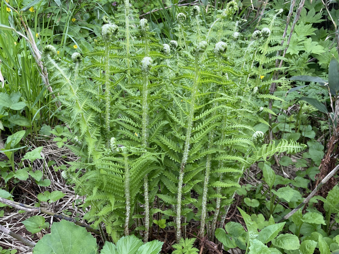葉が伸ばし始めたオオバショリマ。2025年7月3日 八幡平 葉が伸ばし始めたオオバショリマ。2025年7月3日 八幡平