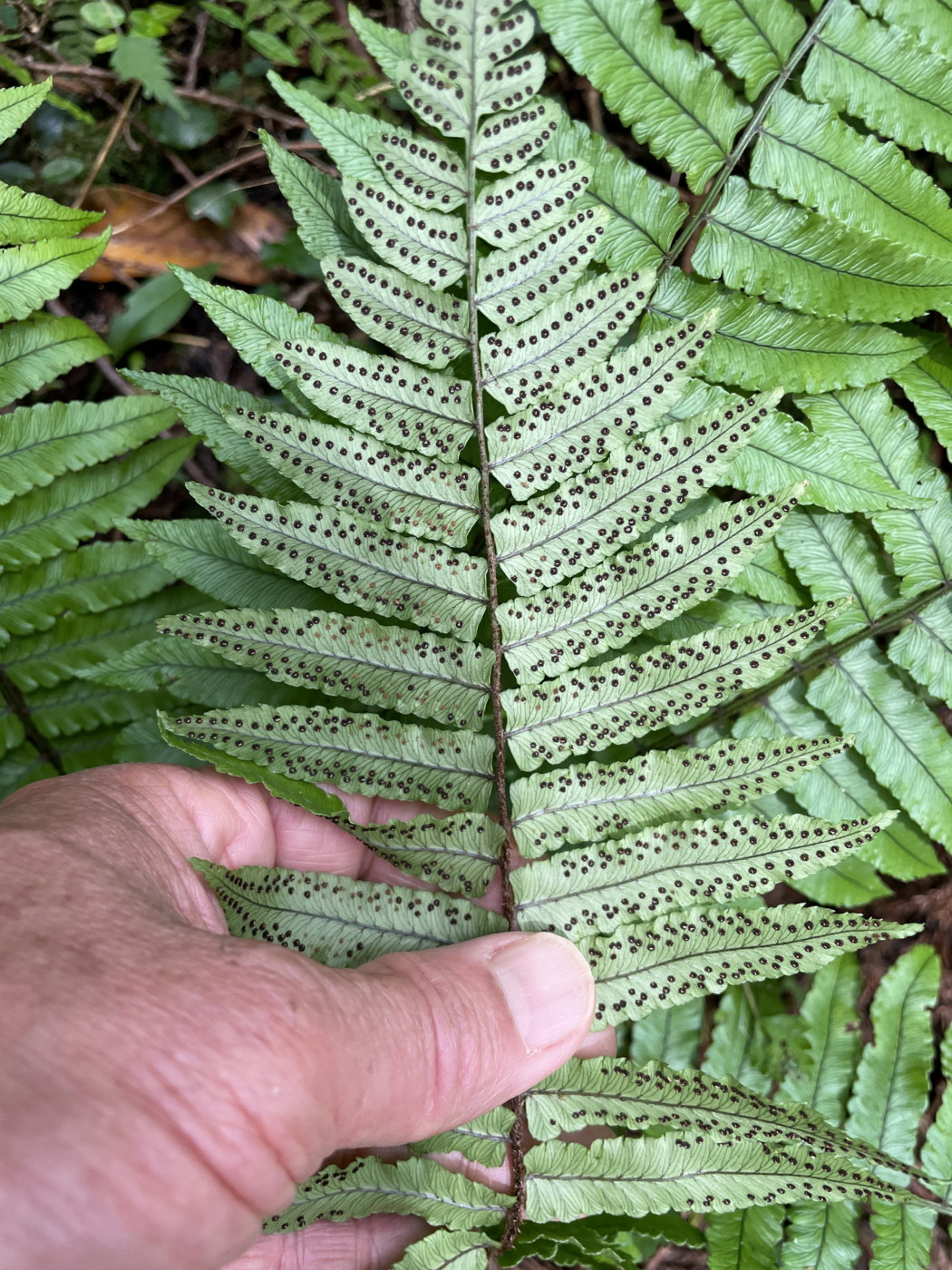 オオクジャクシダ、胞子嚢群は辺縁寄りにつく。2021年6月26日 箱根 畑宿 オオクジャクシダ、胞子嚢群は辺縁寄りにつく。2021年6月26日 箱根 畑宿