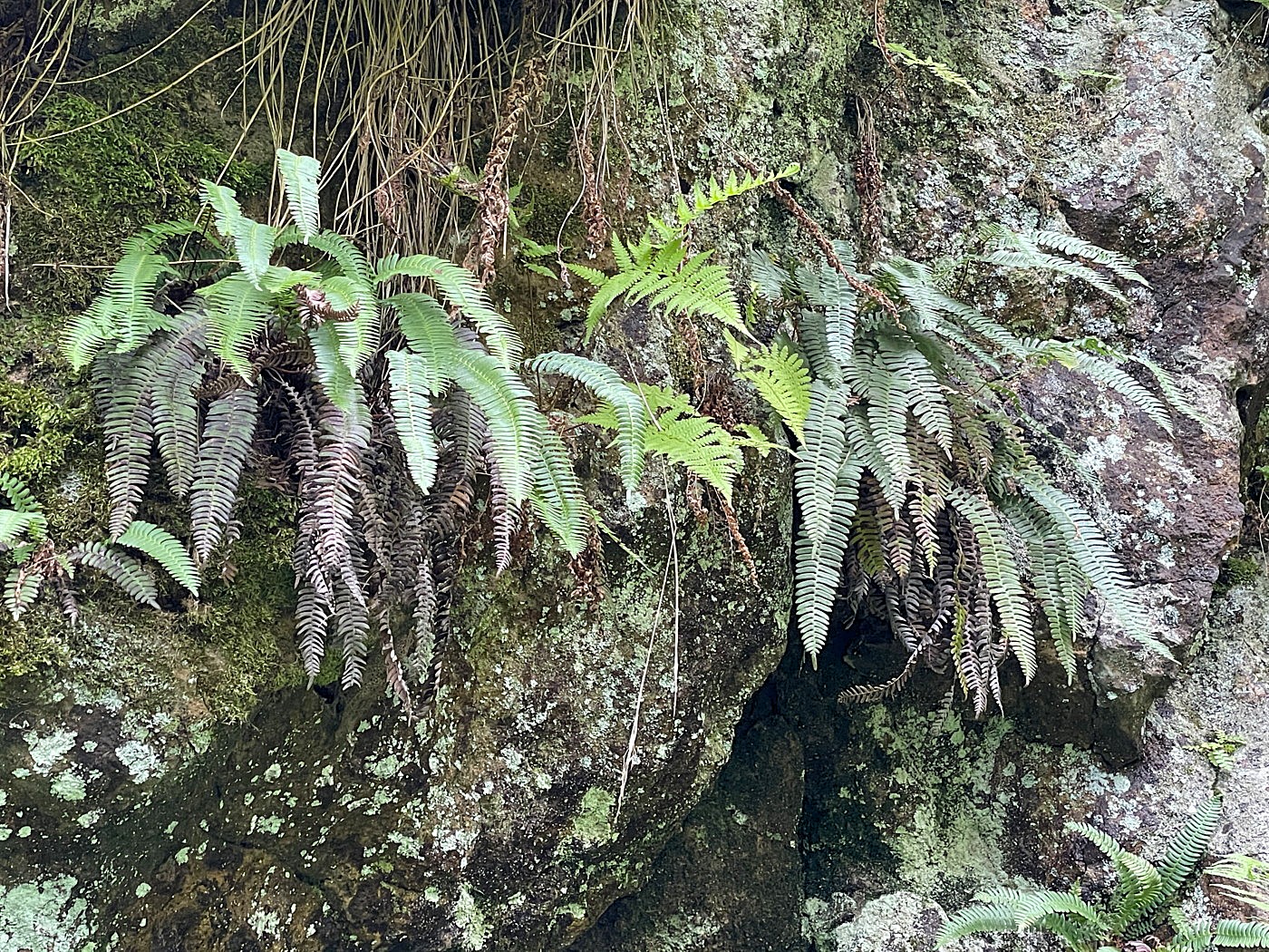 オサシダ、多少長い葉は胞子葉であるが栄養葉と区別がつきにくい。2025年7月3日 低山の滝 オサシダ、多少長い葉は胞子葉であるが栄養葉と区別がつきにくい。2025年7月3日 低山の滝