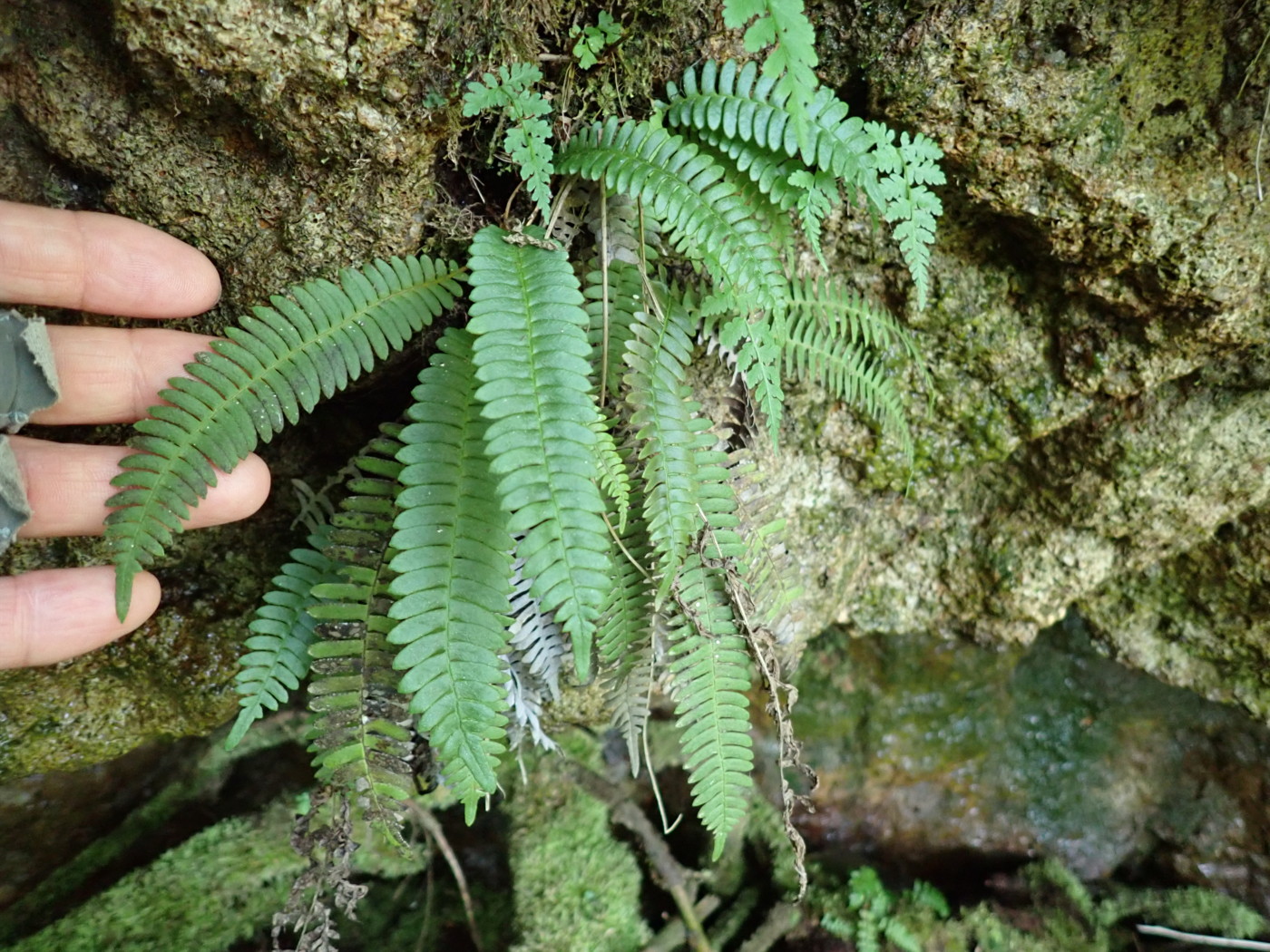 岩壁に生育するオサシダ。2025年7月3日 低山の滝 岩壁に生育するオサシダ。2025年7月3日 低山の滝