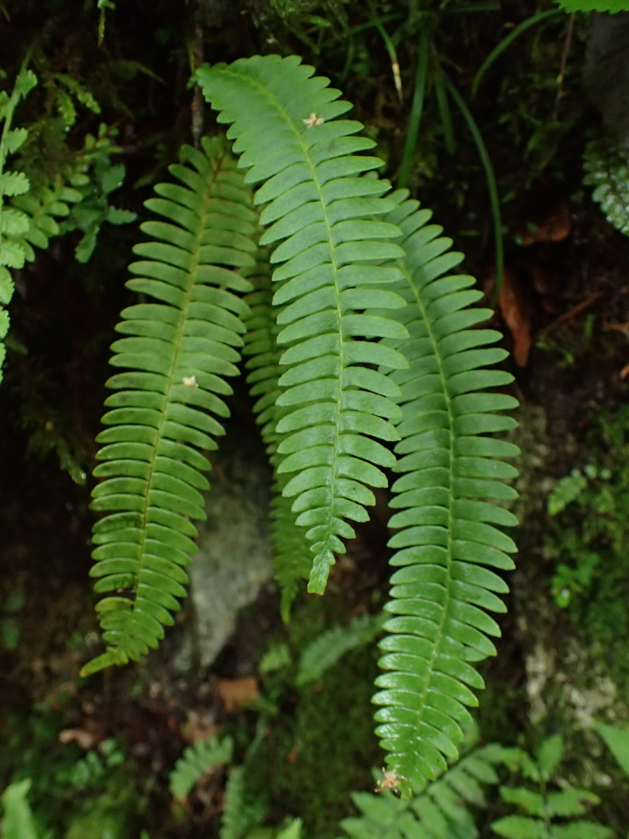 オサシダ、葉身。2017年7月2日 西沢渓谷 オサシダ、葉身。2017年7月2日 西沢渓谷