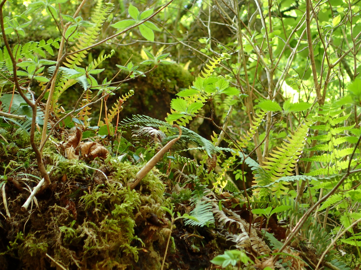 新芽を展開するオサシダ。2017年5月21日 新芽を展開するオサシダ。2017年5月21日