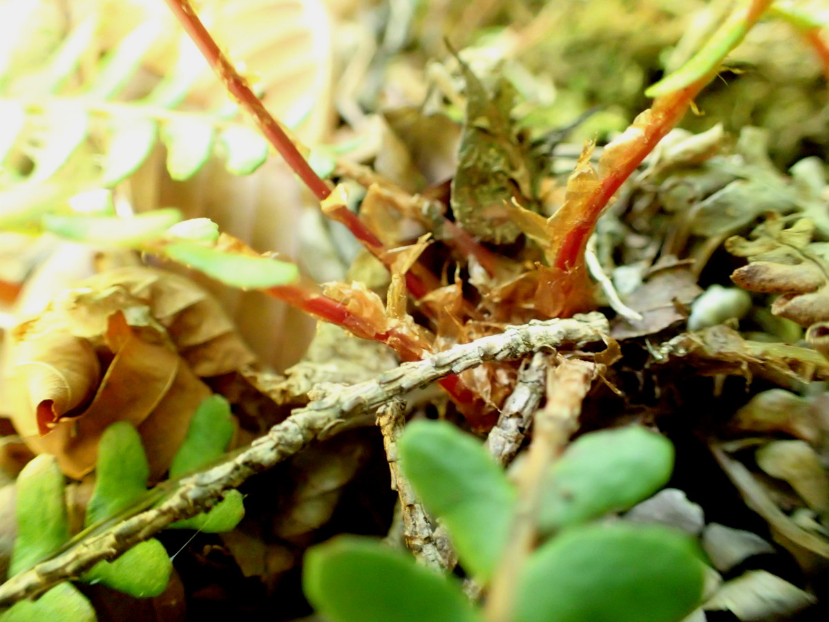 オサシダ、葉柄には褐色・卵状披針形~広い披針形・膜質の鱗片をつける。2017年5月21日 オサシダ、葉柄には褐色・卵状披針形~広い披針形・膜質の鱗片をつける。2017年5月21日