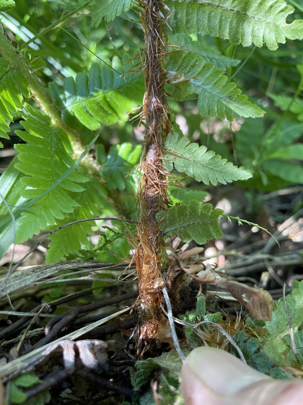 オシダ、葉柄~中軸の鱗片。2022年9月10日 西沢渓谷 オシダ、葉柄~中軸の鱗片。2022年9月10日 西沢渓谷