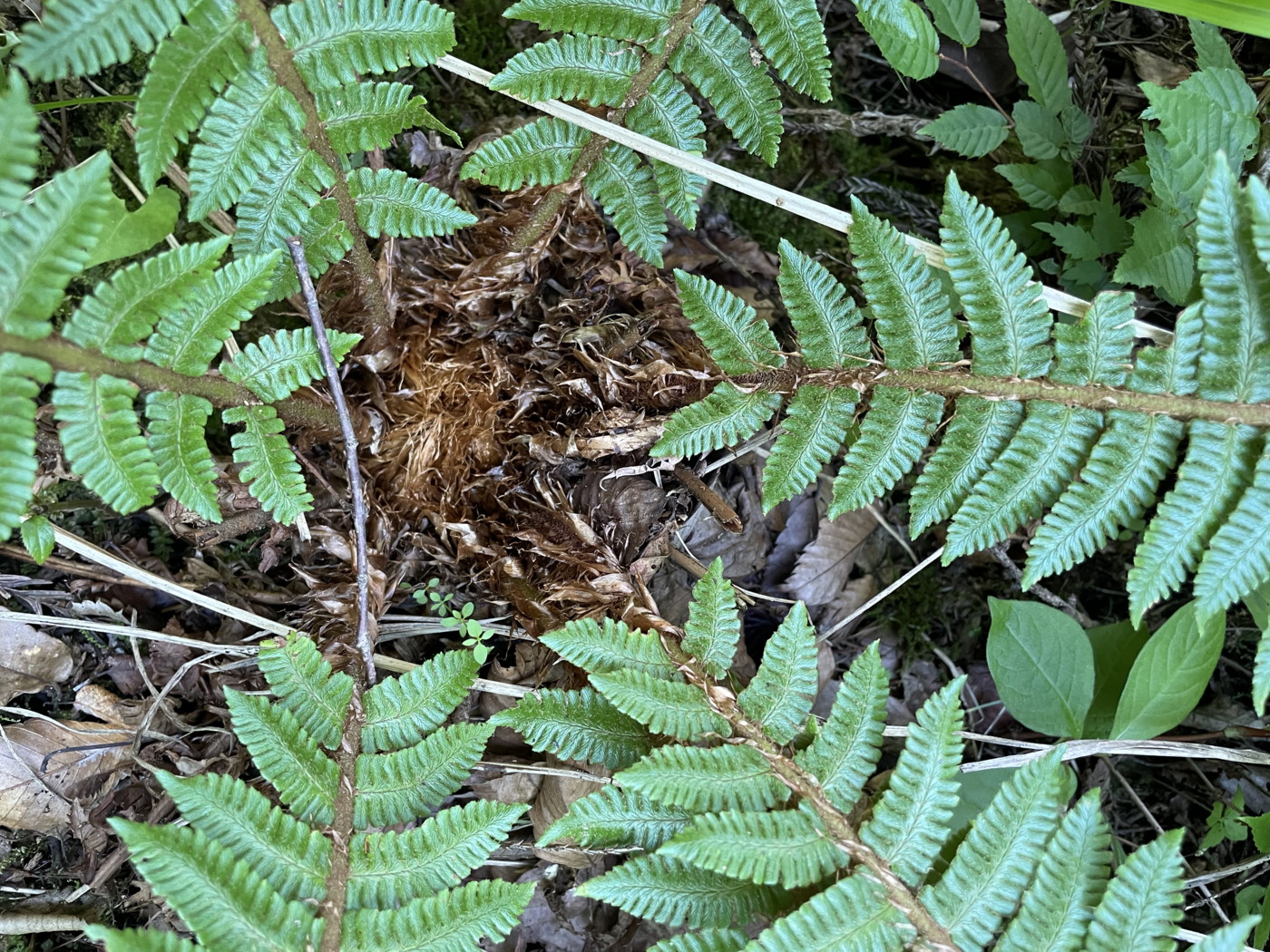 オシダ、葉身下部。2022年9月10日 西沢渓谷 オシダ、葉身下部。2022年9月10日 西沢渓谷
