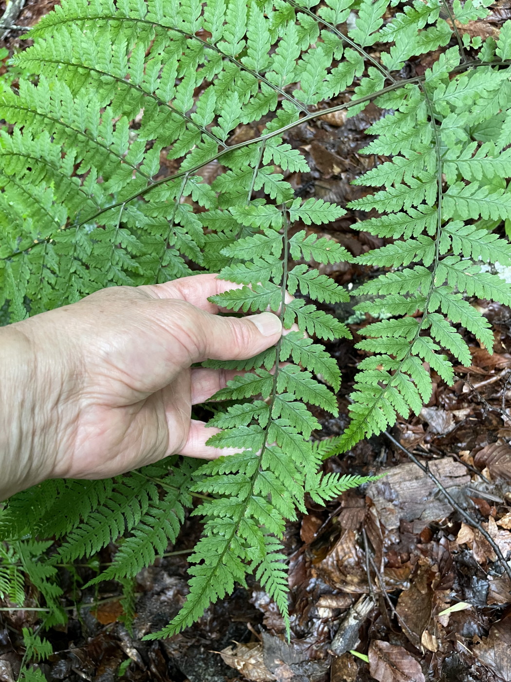 大形のヤマイヌワラビ(小羽軸有棘)、胞子を観察した羽片。2023年9月9日 西沢渓谷 大形のヤマイヌワラビ(小羽軸有棘)、胞子を観察した羽片。2023年9月9日 西沢渓谷