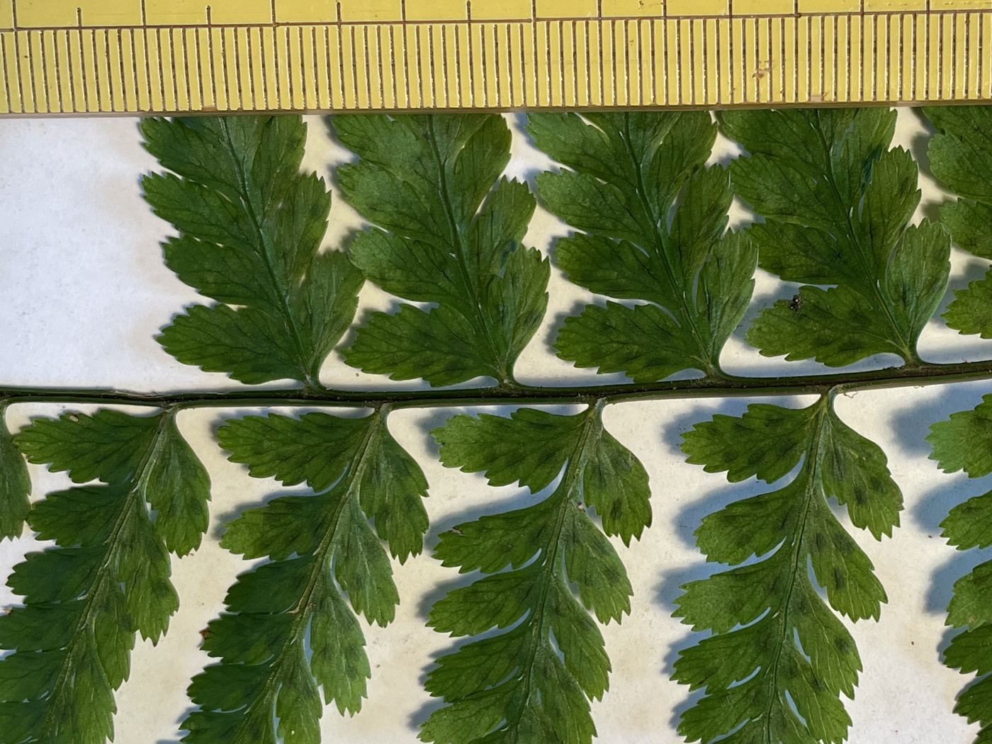 大形のヤマイヌワラビ(小羽軸有棘)、小羽軸上の棘。2023年9月9日 西沢渓谷 大形のヤマイヌワラビ(小羽軸有棘)、小羽軸上の棘。2023年9月9日 西沢渓谷