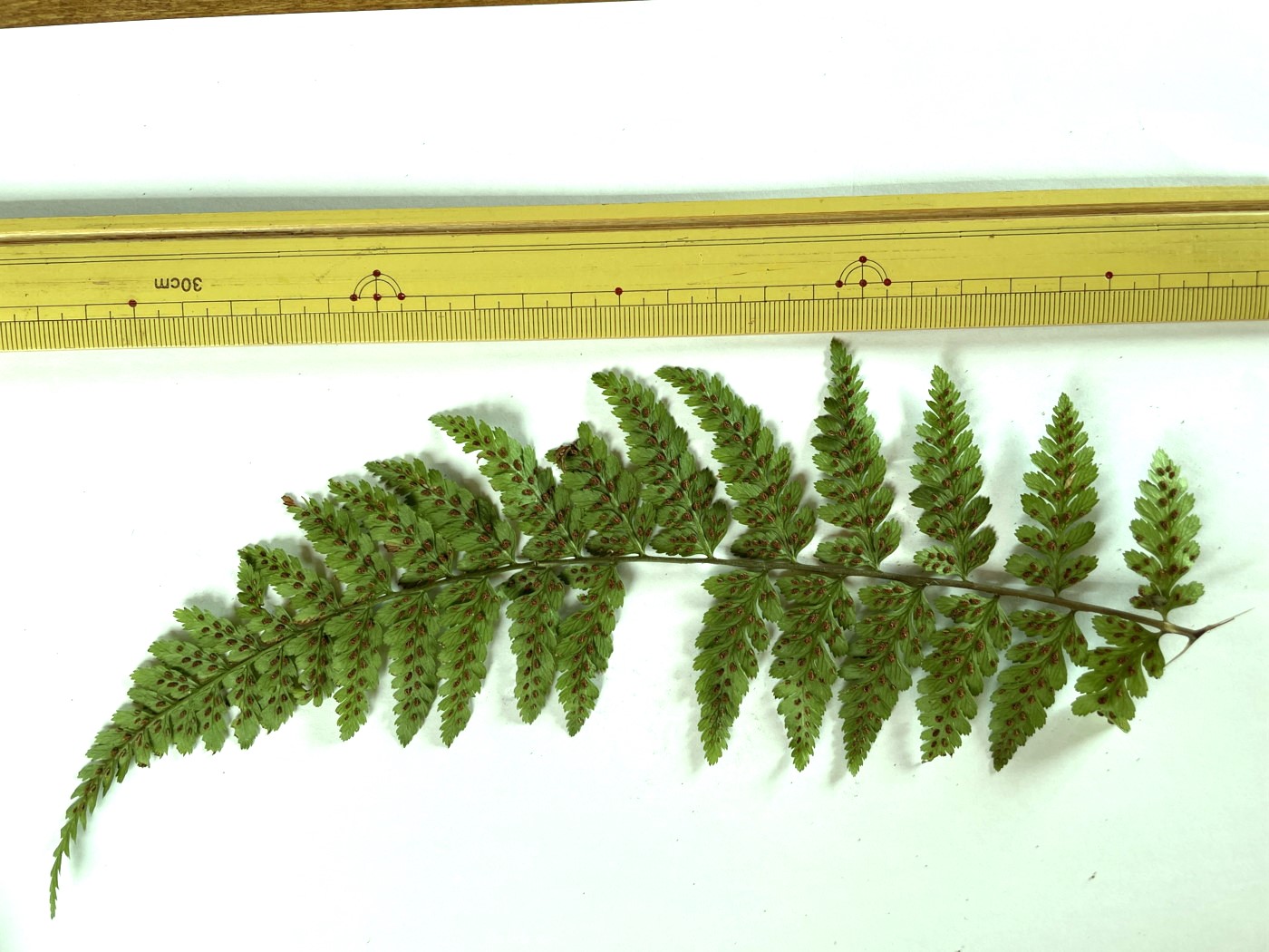 大形のヤマイヌワラビ(小羽軸有棘)、羽片裏側。2023年9月9日 西沢渓谷 大形のヤマイヌワラビ(小羽軸有棘)、羽片裏側。2023年9月9日 西沢渓谷