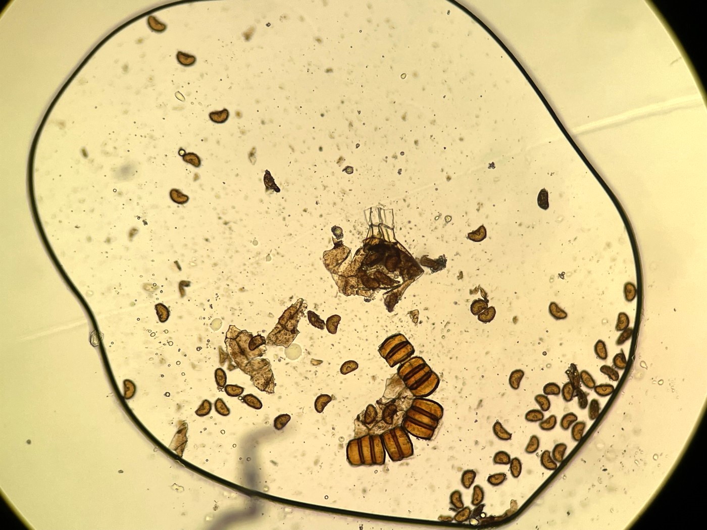 胞子数は60個程度確認、大きさ・形とも整い有性生殖種と推定。2023年9月9日 西沢渓谷 胞子数は60個程度確認、大きさ・形とも整い有性生殖種と推定。2023年9月9日 西沢渓谷