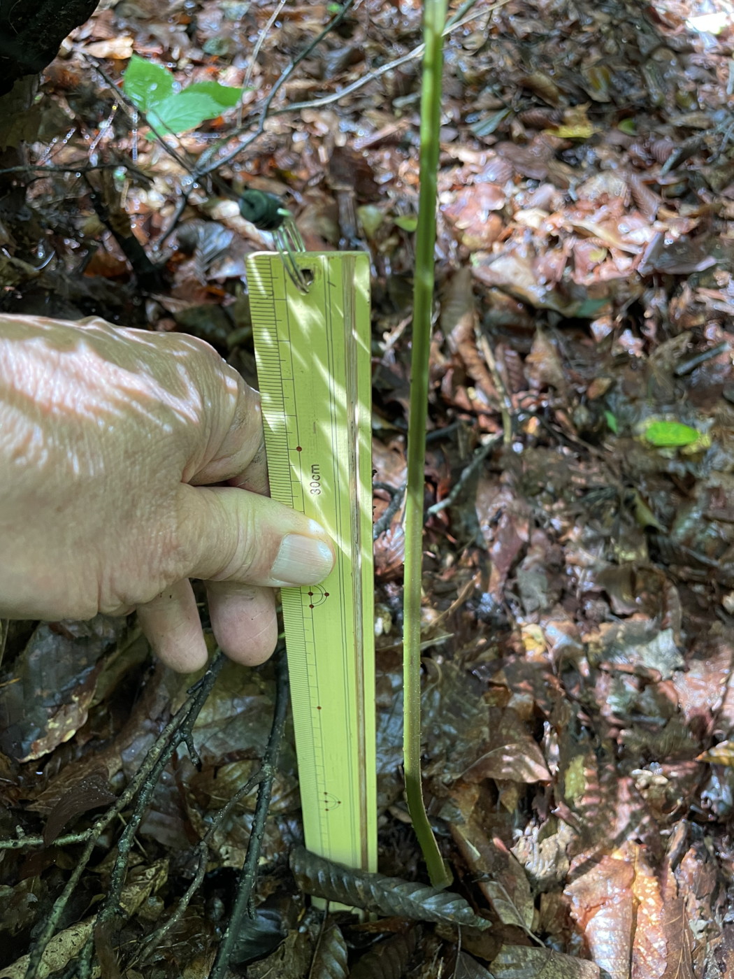 大形のヤマイヌワラビ(小羽軸有棘)、葉柄は紫褐色~黄緑色。2023年9月9日 西沢渓谷 大形のヤマイヌワラビ(小羽軸有棘)、葉柄は紫褐色~黄緑色。2023年9月9日 西沢渓谷