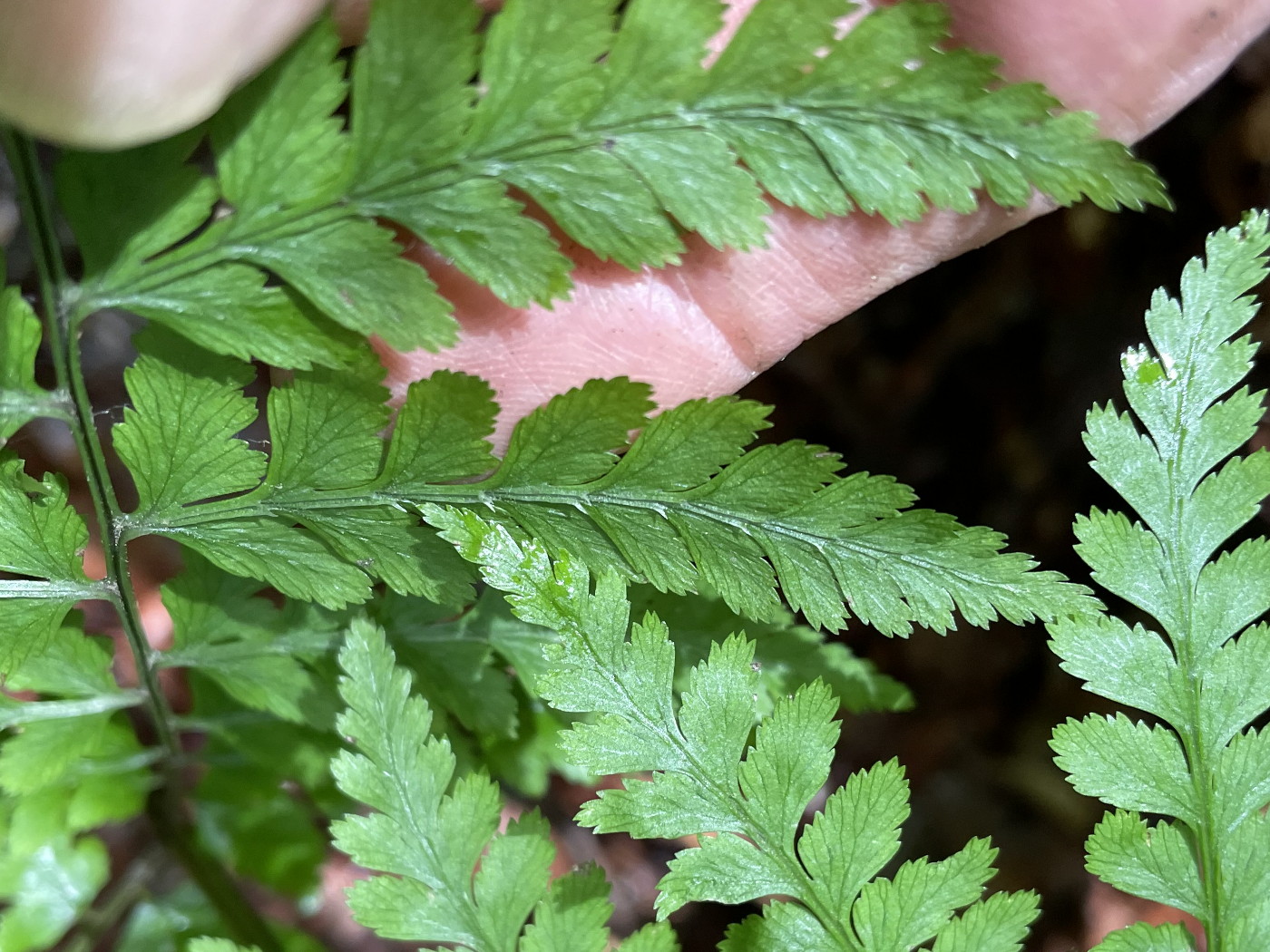 大形のヤマイヌワラビ(小羽軸有棘)、小羽軸上の棘。2023年9月9日 西沢渓谷 大形のヤマイヌワラビ(小羽軸有棘)、小羽軸上の棘。2023年9月9日 西沢渓谷