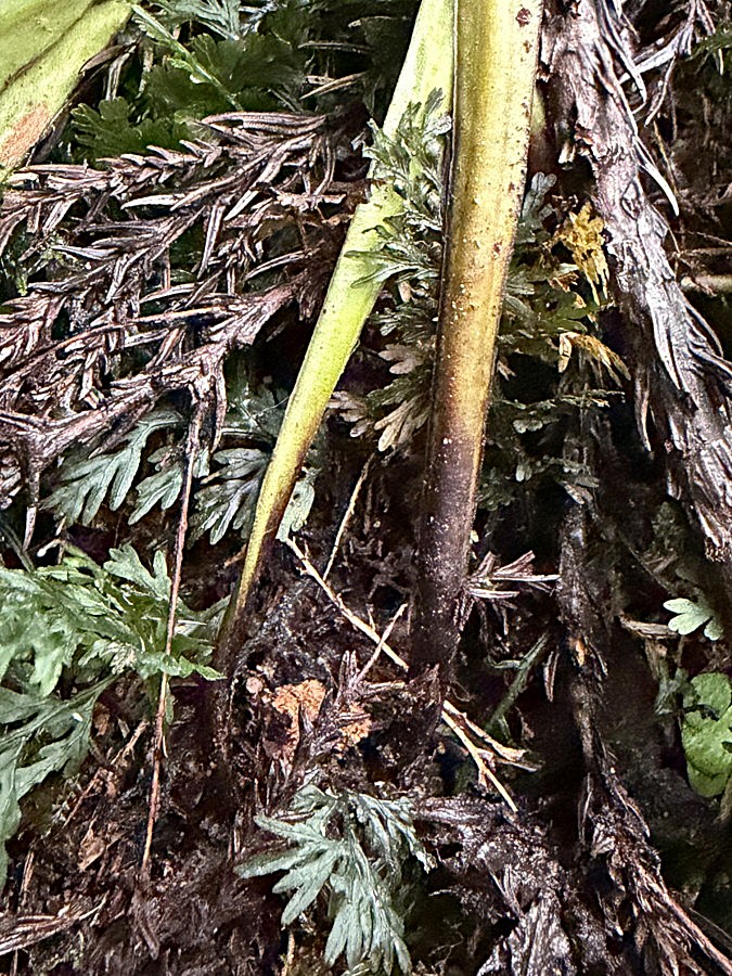 サジラン、葉柄基部は黒褐色を帯びる。2025年10月25日 水窪 サジラン、葉柄基部は黒褐色を帯びる。2025年10月25日 水窪