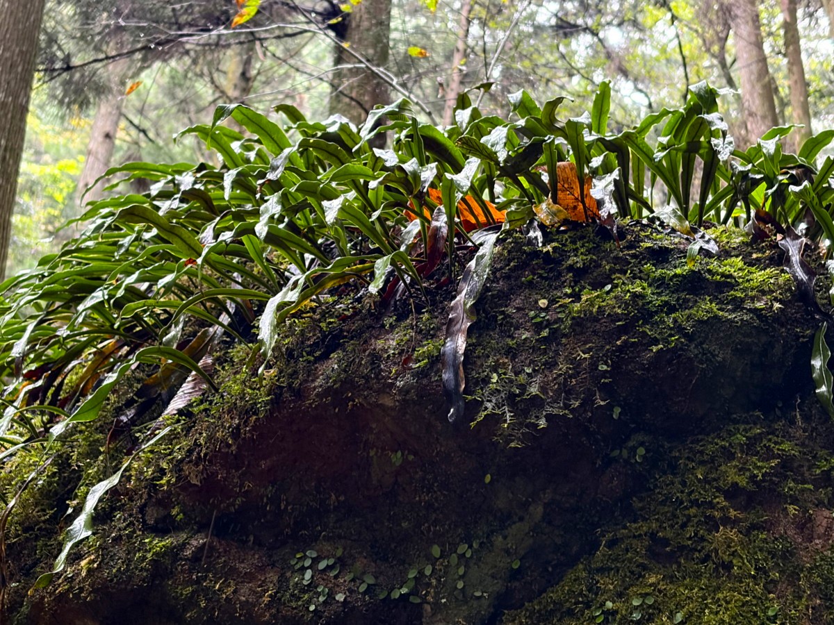 林内の岩上に生育するサジラン。2025年10月25日 水窪 林内の岩上に生育するサジラン。2025年10月25日 水窪