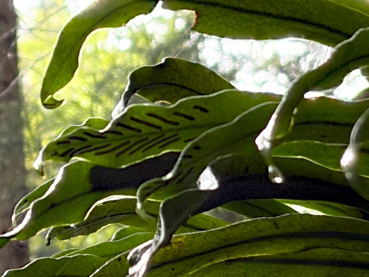 サジラン、胞子のう群はイワヤナギシダよりも広い角度でつく。2025年10月25日 水窪 サジラン、胞子のう群はイワヤナギシダよりも広い角度でつく。2025年10月25日 水窪