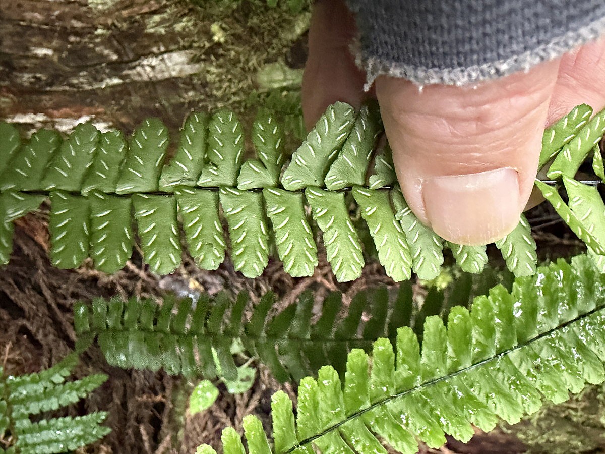 シモダヌリトラノオ、胞子のう群。2025年10月25日 水窪 シモダヌリトラノオ、胞子のう群。2025年10月25日 水窪