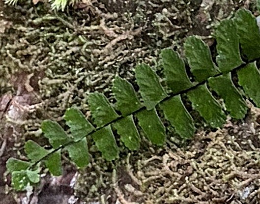 シモダヌリトラノオ、葉身先端につくむかご。2025年10月25日 水窪 シモダヌリトラノオ、葉身先端につくむかご。2025年10月25日 水窪