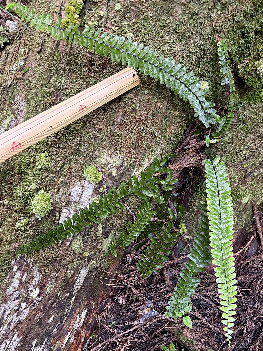 林内、樹幹基部に生育するシモダヌリトラノオ(シモツケヌリトラノオ×ヌリトラノオ)。2025年10月25日 水窪 林内、樹幹基部に生育するシモダヌリトラノオ(シモツケヌリトラノオ×ヌリトラノオ)。2025年10月25日 水窪