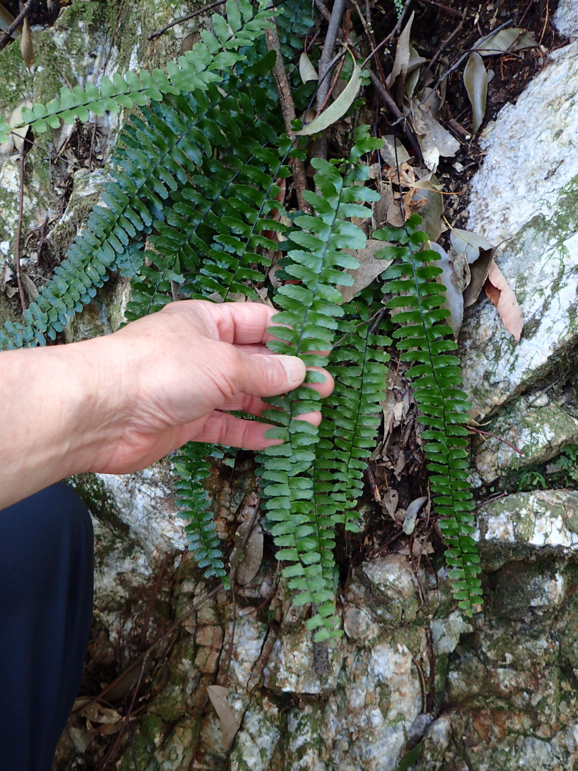照葉樹林下、乾燥気味の岩壁に生育するシモダヌリトラノオ。葉の長さは40㎝に達する。2018年3月28日 岐阜 金華山 照葉樹林下、乾燥気味の岩壁に生育するシモダヌリトラノオ。葉の長さは40㎝に達する。2018年3月28日 岐阜 金華山