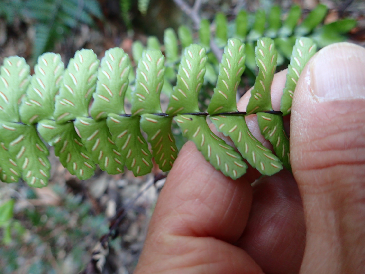 シモダヌリトラノオ、羽片も大きく胞子嚢群も長い。2018年3月28日 岐阜 金華山 シモダヌリトラノオ、羽片も大きく胞子嚢群も長い。2018年3月28日 岐阜 金華山