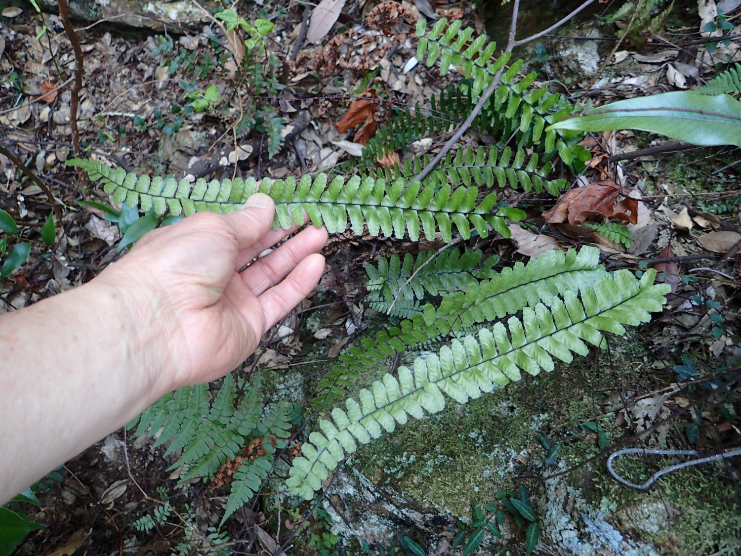 照葉樹林下、乾燥気味の岩壁に生育するシモダヌリトラノオ。葉身の長さは35㎝。2018年3月28日 岐阜 金華山 照葉樹林下、乾燥気味の岩壁に生育するシモダヌリトラノオ。葉身の長さは35㎝。2018年3月28日 岐阜 金華山