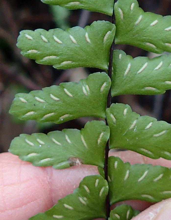 シモダヌリトラノオ、胞子嚢群。2018年3月28日 岐阜 金華山 シモダヌリトラノオ、胞子嚢群。2018年3月28日 岐阜 金華山