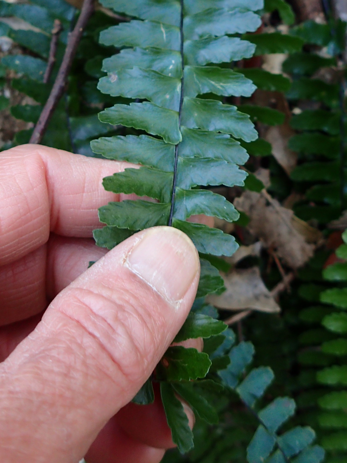シモダヌリトラノオ、羽片前側の耳垂はやや発達する。2018年3月28日 岐阜 金華山 シモダヌリトラノオ、羽片前側の耳垂はやや発達する。2018年3月28日 岐阜 金華山