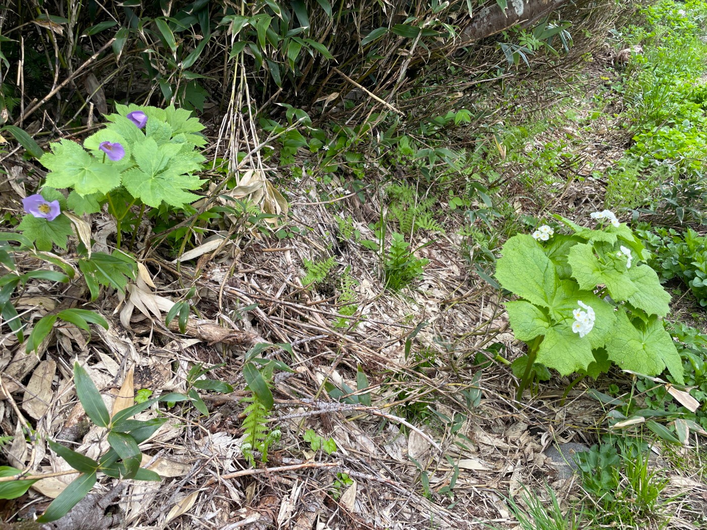 シラネアオイとサンカヨウ。2025年7月3日 八幡平 シラネアオイとサンカヨウ。2025年7月3日 八幡平